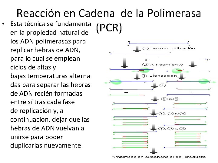  • Reacción en Cadena de la Polimerasa Esta técnica se fundamenta en la