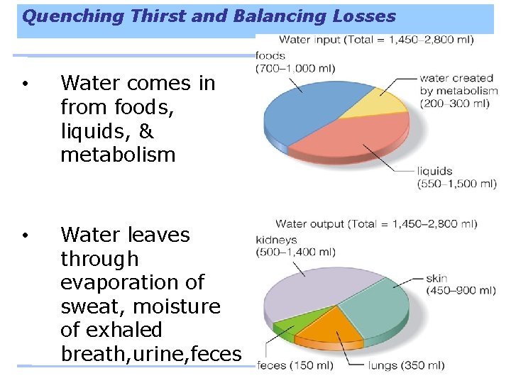 Quenching Thirst and Balancing Losses • Water comes in from foods, liquids, & metabolism