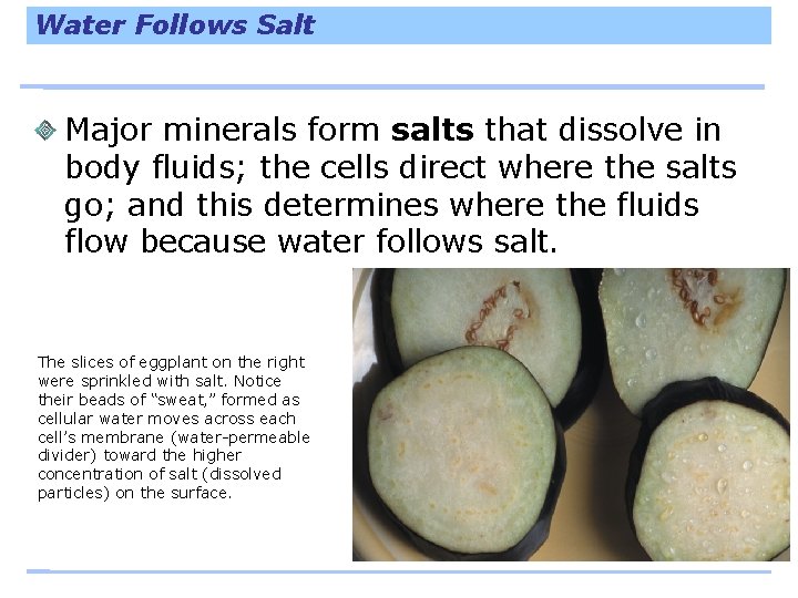 Water Follows Salt Major minerals form salts that dissolve in body fluids; the cells