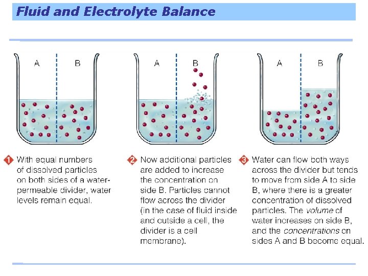 Fluid and Electrolyte Balance 