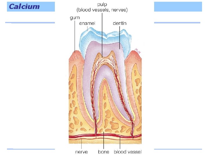 Calcium 