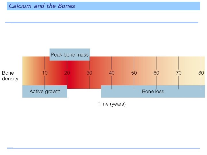 Calcium and the Bones 