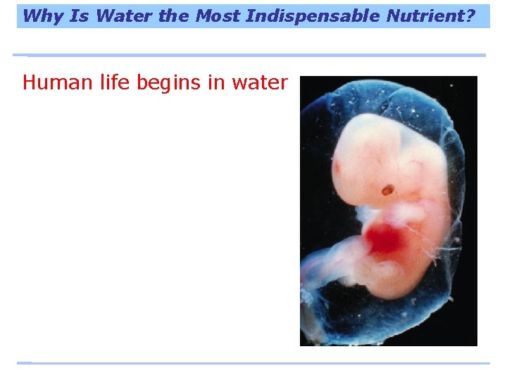 Why Is Water the Most Indispensable Nutrient? Human life begins in water 
