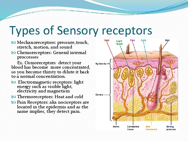 Types of Sensory receptors Mechanoreceptors: pressure, touch, stretch, motion, and sound Chemoreceptors: General internal