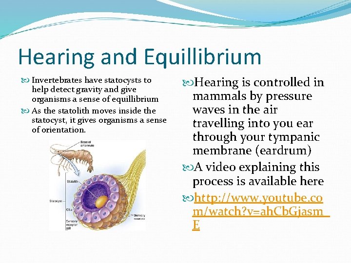 Hearing and Equillibrium Invertebrates have statocysts to help detect gravity and give organisms a