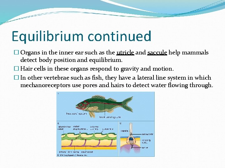 Equilibrium continued � Organs in the inner ear such as the utricle and saccule