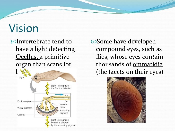 Vision Invertebrate tend to have a light detecting Ocellus, a primitive organ than scans