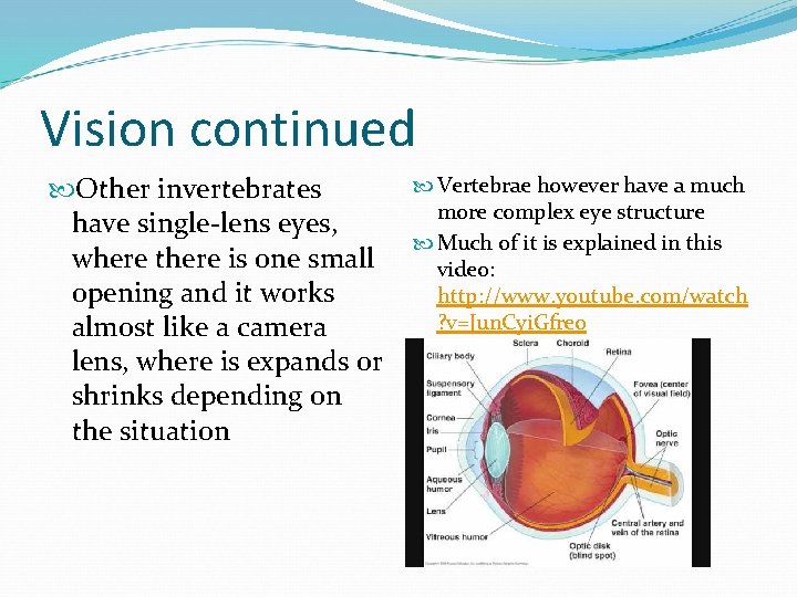 Vision continued Other invertebrates have single-lens eyes, where there is one small opening and