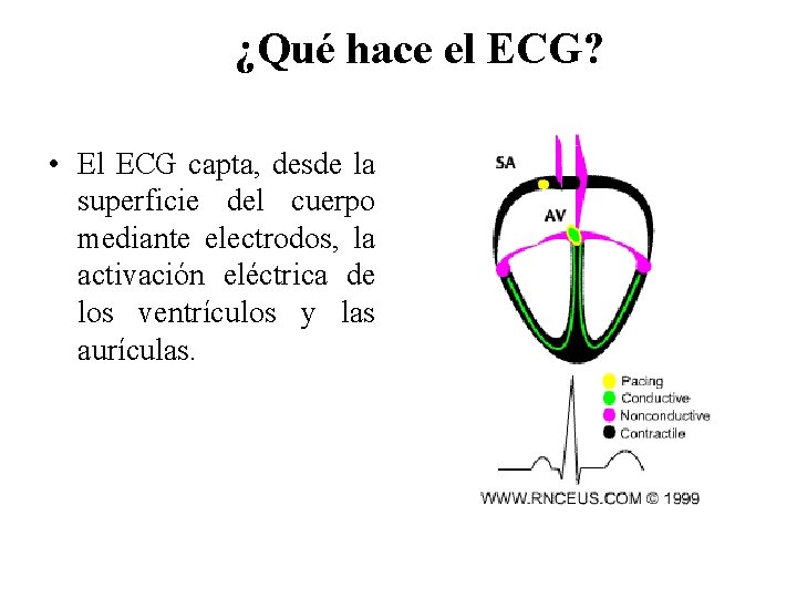 ¿Qué hace el ECG? • El ECG capta, desde la superficie del cuerpo mediante