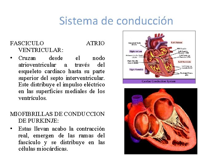 Sistema de conducción FASCICULO ATRIO VENTRICULAR: • Cruzan desde el nodo atrioventricular a través