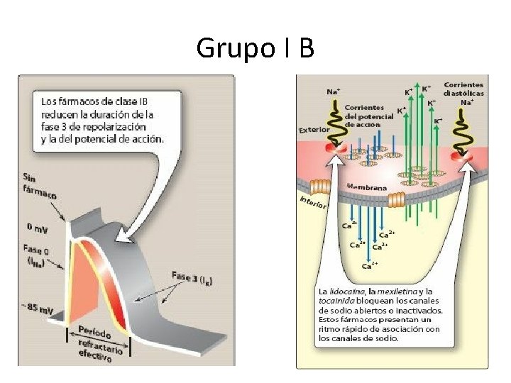 Grupo I B 