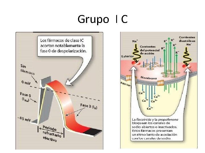 Grupo I C 