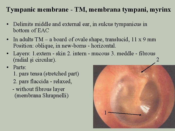 Tympanic membrane - TM, membrana tympani, myrinx • Delimits middle and external ear, in