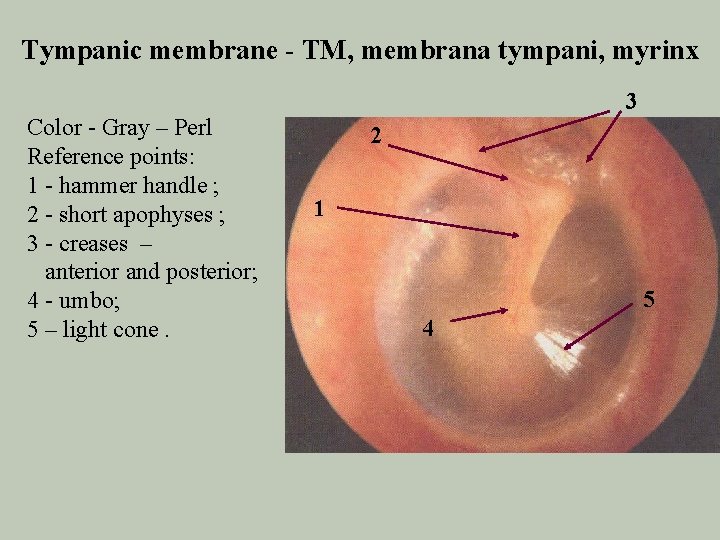 Tympanic membrane - TM, membrana tympani, myrinx 3 Color - Gray – Perl Reference