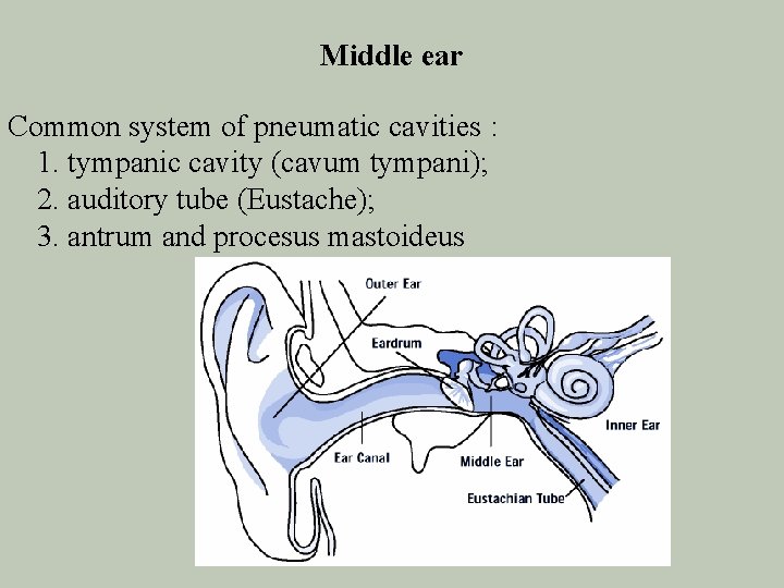 Middle ear Common system of pneumatic cavities : 1. tympanic cavity (cavum tympani); 2.