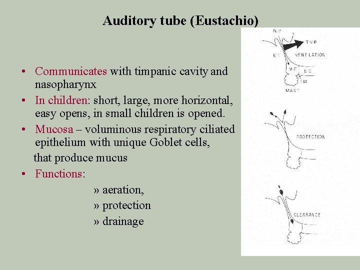 Auditory tube (Eustachio) • Communicates with timpanic cavity and nasopharynx • In children: short,