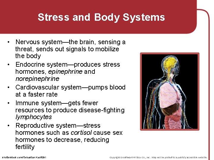 Stress and Body Systems • Nervous system—the brain, sensing a threat, sends out signals
