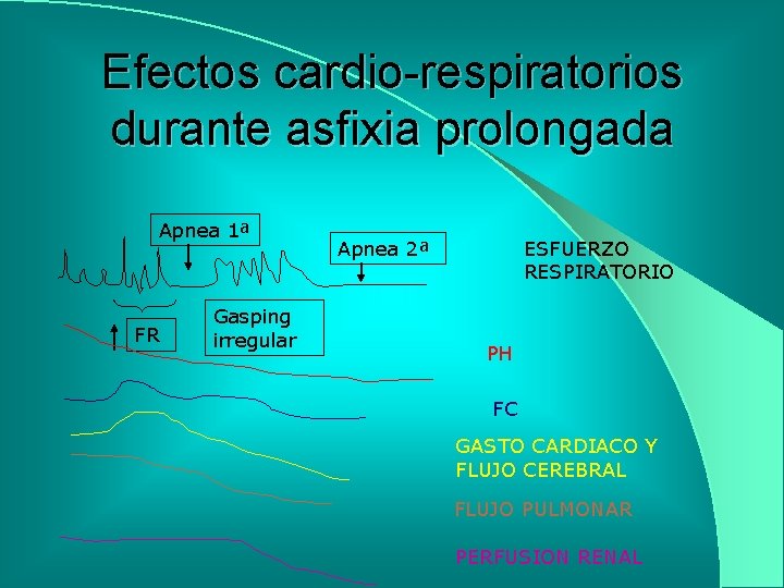 Efectos cardio-respiratorios durante asfixia prolongada Apnea 1ª FR Gasping irregular Apnea 2ª ESFUERZO RESPIRATORIO