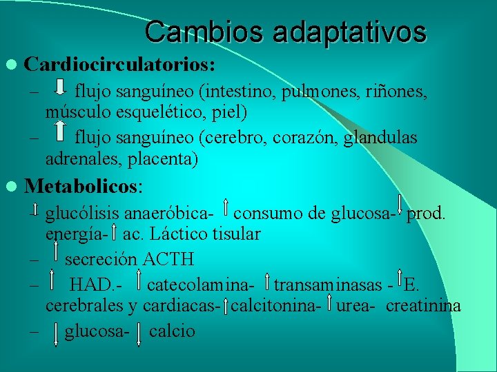 Cambios adaptativos l Cardiocirculatorios: – flujo sanguíneo (intestino, pulmones, riñones, músculo esquelético, piel) –