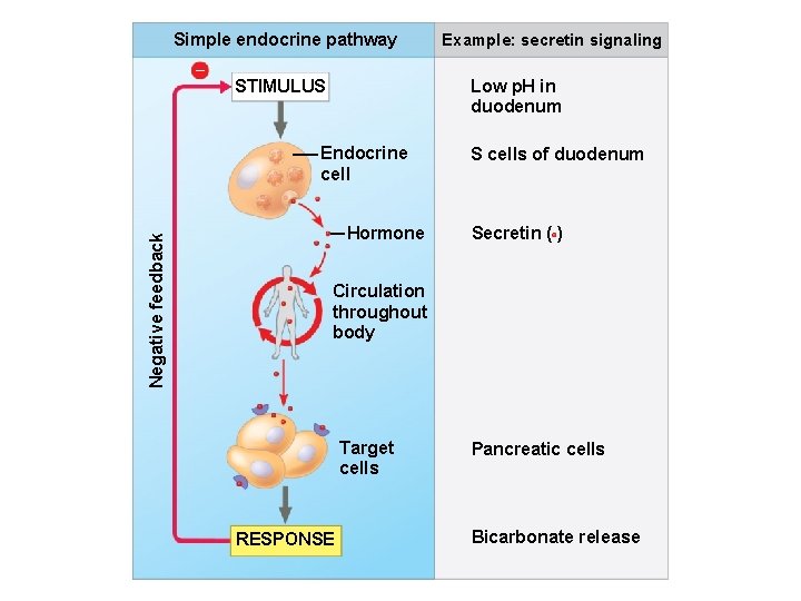 Simple endocrine pathway – Low p. H in duodenum STIMULUS Endocrine cell Negative feedback