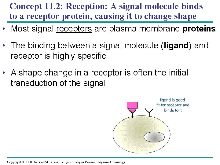 Concept 11. 2: Reception: A signal molecule binds to a receptor protein, causing it