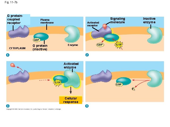 Fig. 11 -7 b G proteincoupled receptor Plasma membrane Activated receptor Signaling molecule Inactive