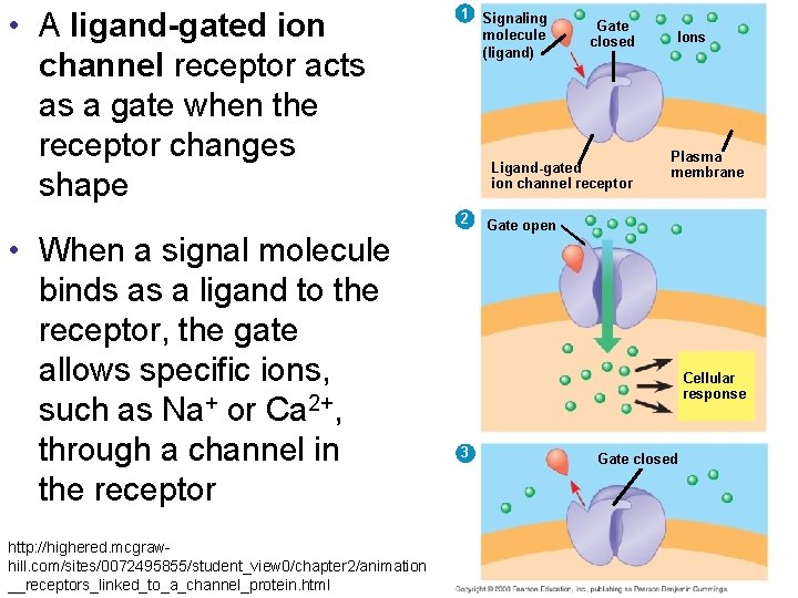  • A ligand-gated ion channel receptor acts as a gate when the receptor