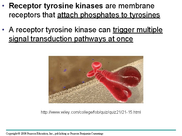  • Receptor tyrosine kinases are membrane receptors that attach phosphates to tyrosines •