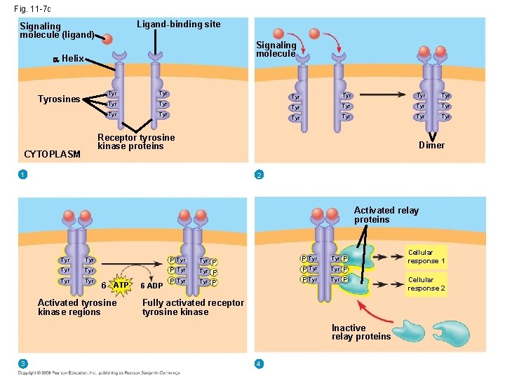 Fig. 11 -7 c Ligand-binding site Signaling molecule (ligand) Signaling molecule Helix Tyrosines Tyr