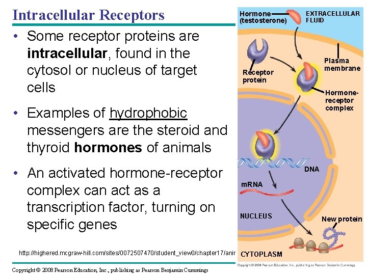 Intracellular Receptors • Some receptor proteins are intracellular, found in the cytosol or nucleus