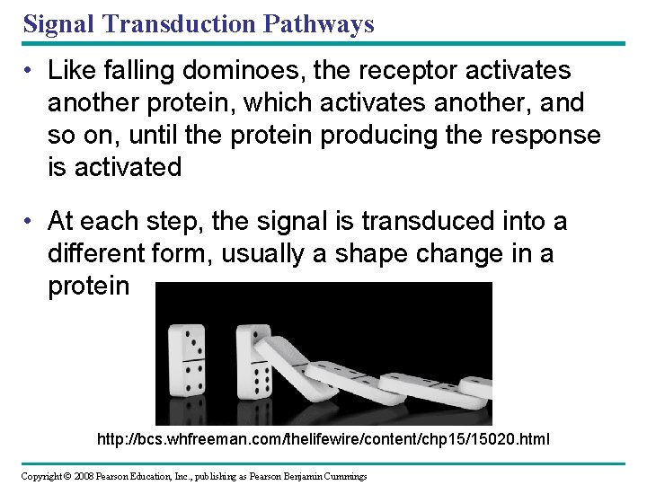 Signal Transduction Pathways • Like falling dominoes, the receptor activates another protein, which activates