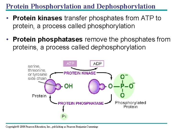 Protein Phosphorylation and Dephosphorylation • Protein kinases transfer phosphates from ATP to protein, a