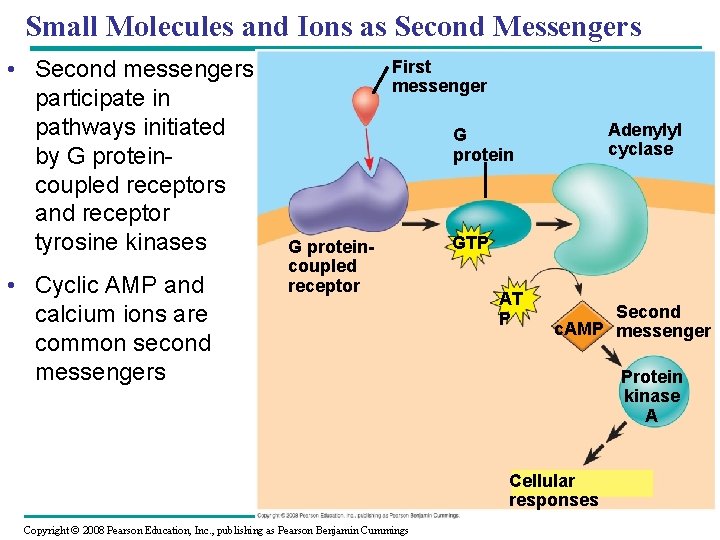 Small Molecules and Ions as Second Messengers • Second messengers participate in pathways initiated
