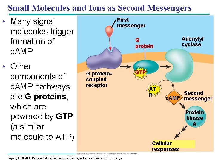 Small Molecules and Ions as Second Messengers • Many signal molecules trigger formation of