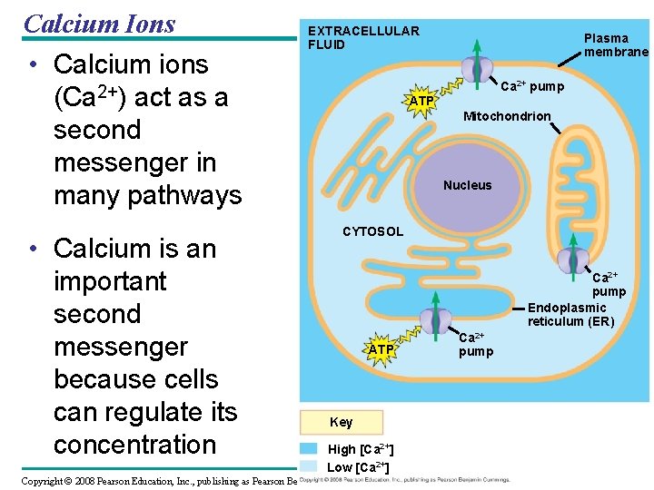 Calcium Ions • Calcium ions (Ca 2+) act as a second messenger in many