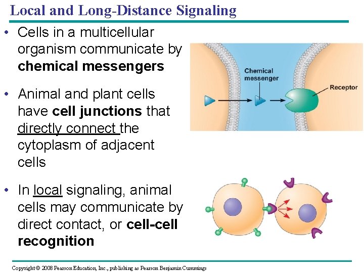 Local and Long-Distance Signaling • Cells in a multicellular organism communicate by chemical messengers