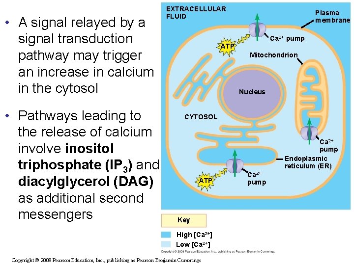  • A signal relayed by a signal transduction pathway may trigger an increase