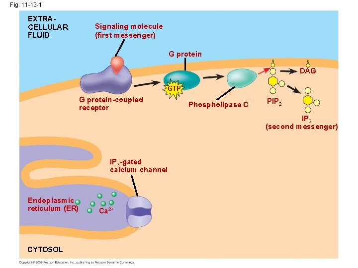 Fig. 11 -13 -1 EXTRACELLULAR FLUID Signaling molecule (first messenger) G protein DAG GTP