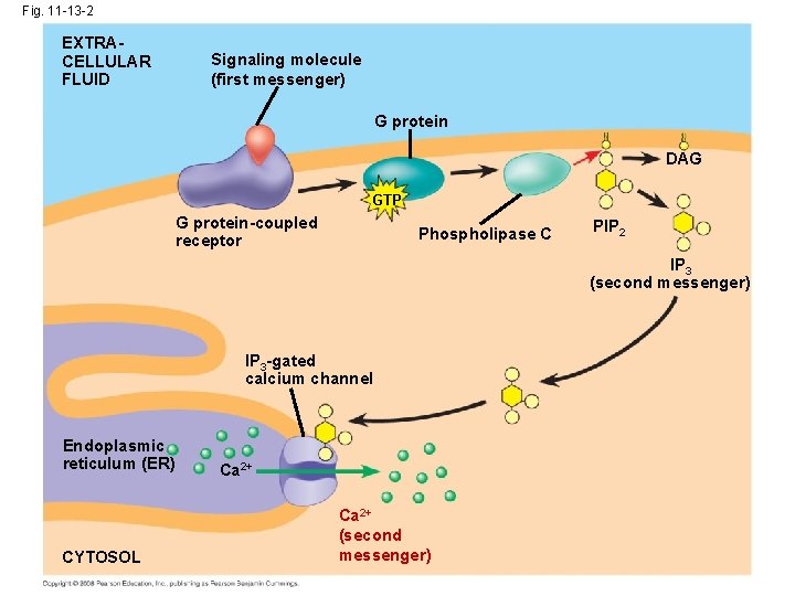 Fig. 11 -13 -2 EXTRACELLULAR FLUID Signaling molecule (first messenger) G protein DAG GTP