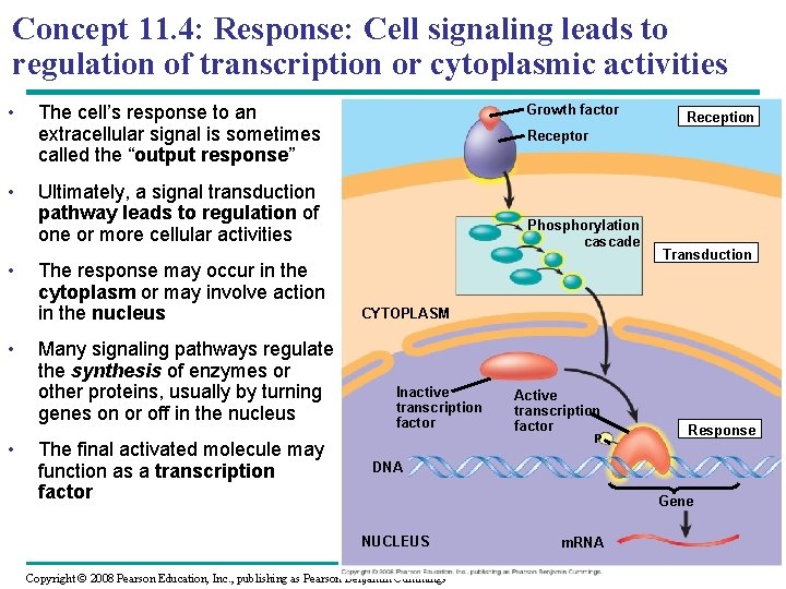 Concept 11. 4: Response: Cell signaling leads to regulation of transcription or cytoplasmic activities