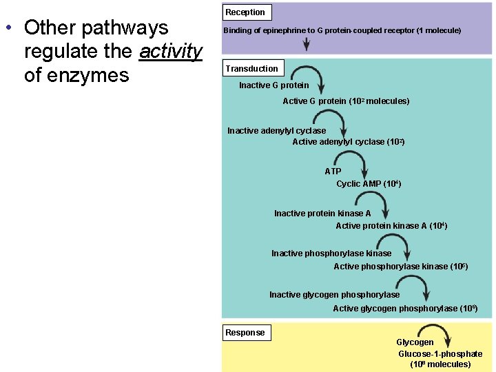  • Other pathways regulate the activity of enzymes Reception Binding of epinephrine to