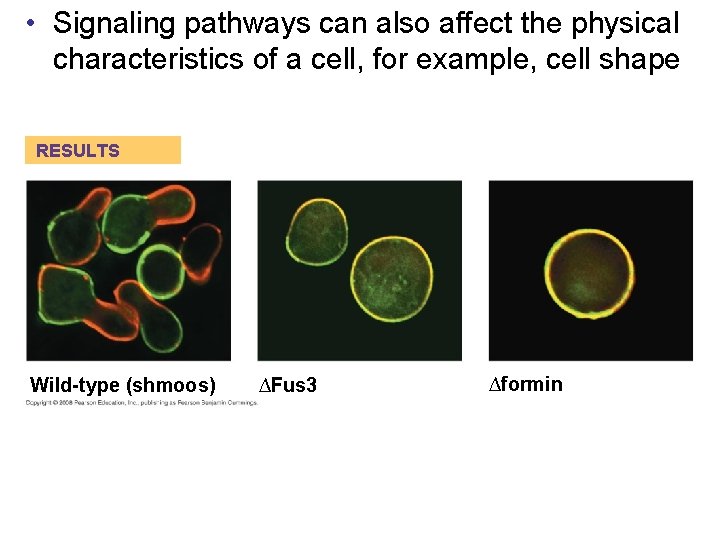  • Signaling pathways can also affect the physical characteristics of a cell, for