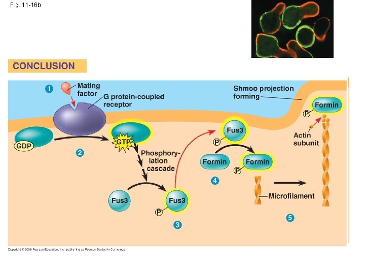 Fig. 11 -16 b SCHMOOS 1 P P 2 P 4 3 5 