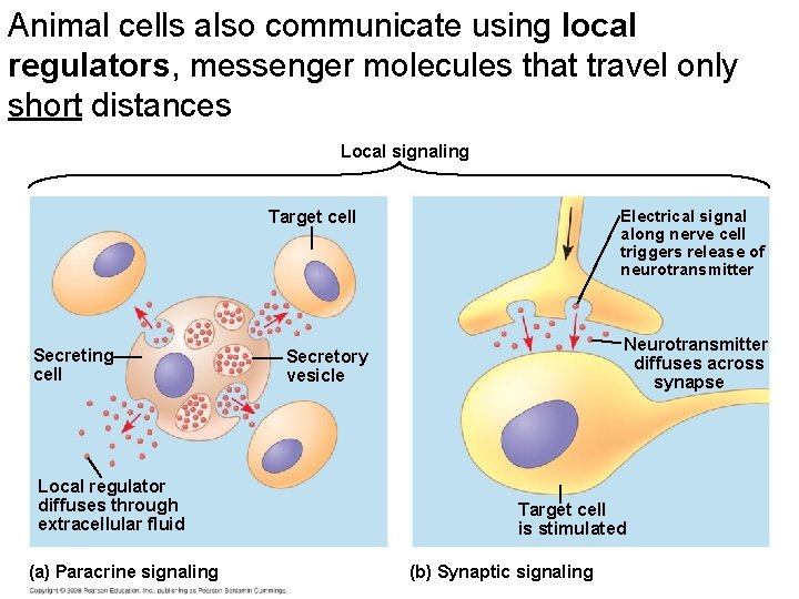 Animal cells also communicate using local regulators, messenger molecules that travel only short distances