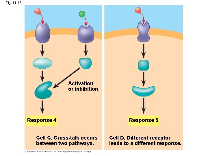 Fig. 11 -17 b Activation or inhibition Response 4 Cell C. Cross-talk occurs between