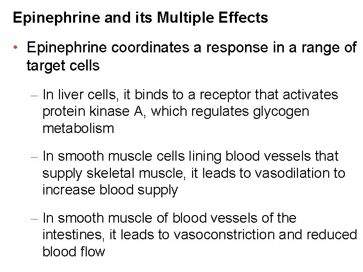 Epinephrine and its Multiple Effects • Epinephrine coordinates a response in a range of