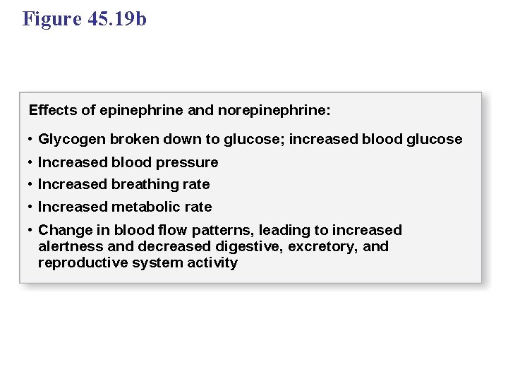 Figure 45. 19 b Effects of epinephrine and norepinephrine: • • • Glycogen broken