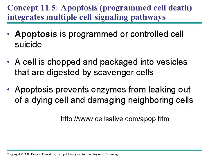 Concept 11. 5: Apoptosis (programmed cell death) integrates multiple cell-signaling pathways • Apoptosis is