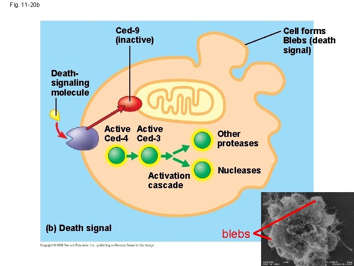 Fig. 11 -20 b Ced-9 (inactive) Cell forms Blebs (death signal) Deathsignaling molecule Active