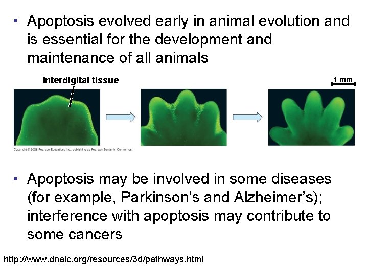  • Apoptosis evolved early in animal evolution and is essential for the development